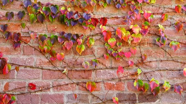 Ivy on the brick wall of the house. Shooting in the fall.