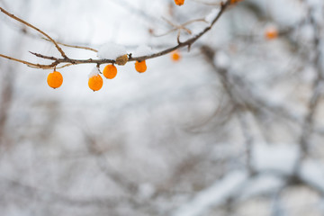 frozen sea buckthorn berries on a branch outdoors in winter