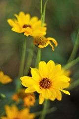 Lovely yellow flowers grow in the summer garden.