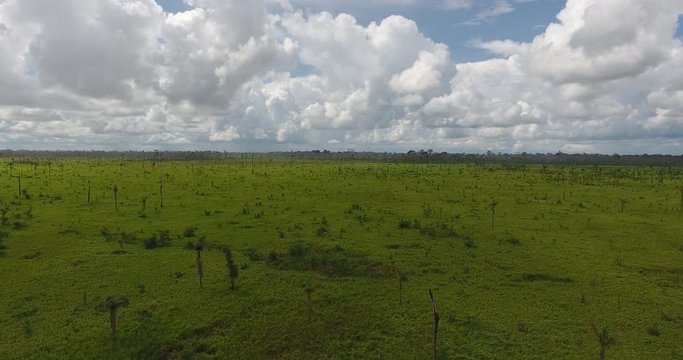 Agricultural Land with Grassy Soil, some Dead Trees and Palm Trees Growing in Pando, Bolivia