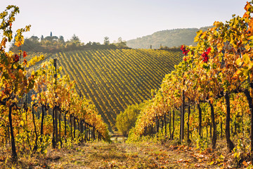 Beautiful valley in Tuscany, Italy. Vineyard and autumn italian landscape