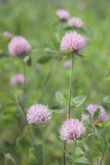 かわいいアカツメクサ