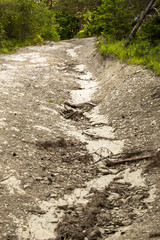 Bed of mountain river. Pieniny, Slovakia.
