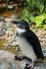 African Penguin - Humboldt Penguin