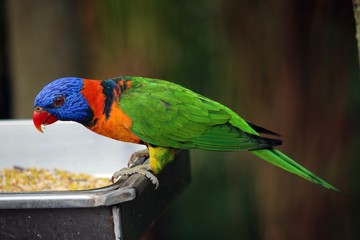 Lory Bird Feeding