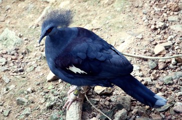 Blue bird with red eyes 