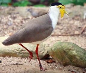 Bird with yellow face