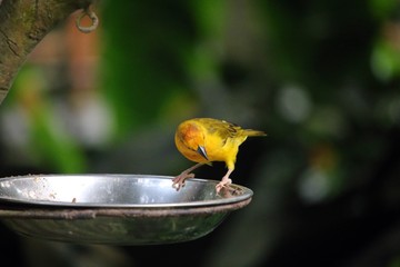 Yellow Bird