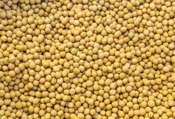 soybean seeds close-up 
