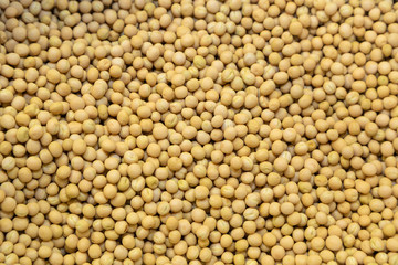 soybean seeds close-up 