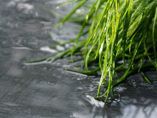 Beautiful photo of dill, on a black stone background. A bunch of wet dill after rain.