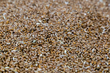 wheat seeds background
