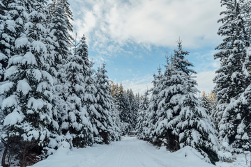 Winter fir forest in snow Carpathians in Ukraine.