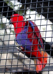Macaw in Cage
