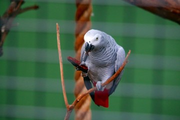 Macaw in Cage