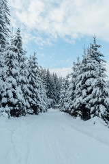 Fototapeta na wymiar Winter fir forest in snow Carpathians in Ukraine.