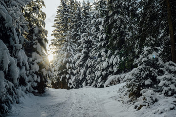 Winter fir forest in snow Carpathians in Ukraine.