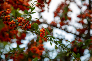 red wild fruit on tree branch