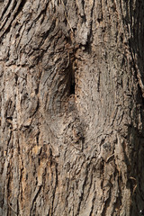 Baumrinde