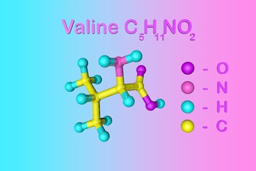 Structural chemical formula and molecular model of valine, an essential amino acid used in the biosynthesis of proteins. Medical background. Scientific background. 3d illustration