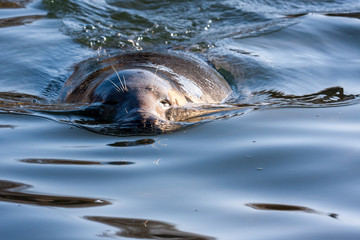 Grey seal close-up