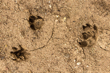 Top shoot of sweet little cat paw trace on the ground