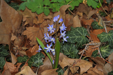 Hyazinthe