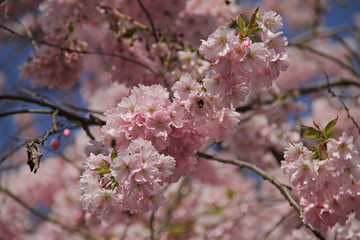 Kirschblüte