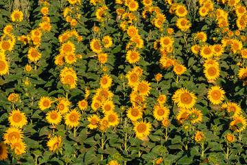 Patern of sunflowers growing in the fields