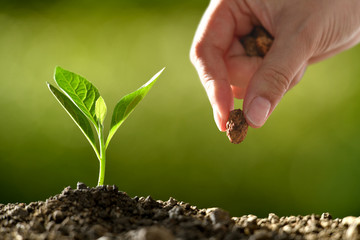 Farmer's hand planting seeds in soil