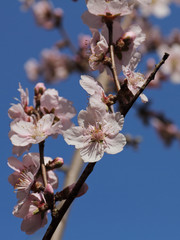 Kirsch-Blüte