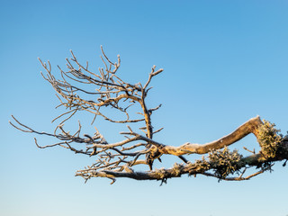 picture with lone mire pine, beautiful sunrise mire, frosty nature