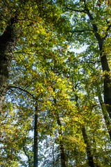 Herbstwald 
