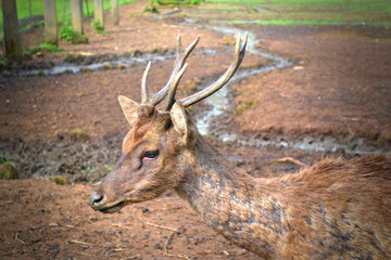 Forest Deer With Antler