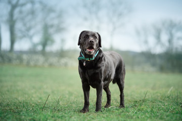 labrador retriever dog pure breed
