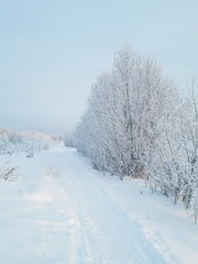 Obraz na płótnie Canvas winter landscape with trees and snow
