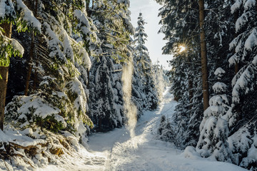 Fototapeta na wymiar Winter forest. Forest in the snow. High firs covered by white snow after snowfall glowing by sunlight. Other trees are bended to the ground. Wide footpath goes into forest.