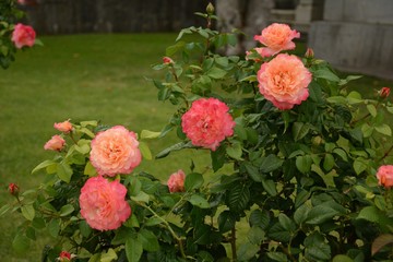Beautiful well-groomed fluffy rose blooming abundantly in the garden, harmoniously blended into the...