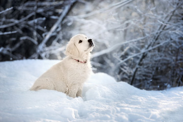 golden retriever puppy sitting in the snow - obrazy, fototapety, plakaty