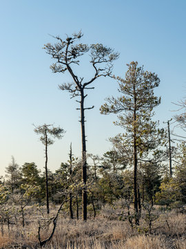 picture with lone mire pine, beautiful sunrise mire, frosty nature