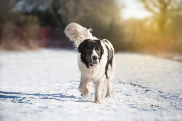landseer dog pure breed in snow winter playing sport one