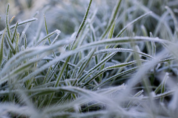 Frozen grass winter nature details