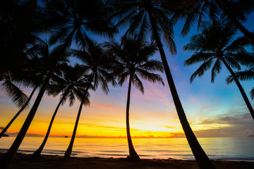 Palm Tree Silhouette, Palm Cove, Australia