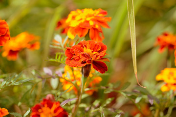 Bright marigold flowers in the summer garden on a sunny day. Retro style toned