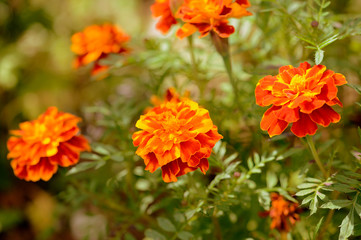 Bright marigold flowers in the summer garden on a sunny day. Retro style toned