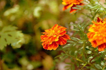 Bright marigold flowers in the summer garden on a sunny day. Retro style toned