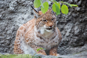 Fototapeta na wymiar The Eurasian lynx. It is the largest of all lynxes. Legs large well furred in winter, which allows the lynx to walk on the snow without sinking. On tinnitus long tassels.