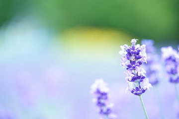 八木崎公園のラベンダー1