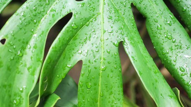 Water drops on monstera tropical exotic plants. Slow motion tracking shot of nature green leaves in Asia, Thailand. Greenery background and ecosystem concepts.