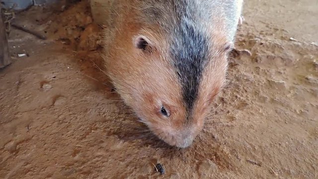 Mole-rats in nature On the wooden table Like to eat corn and bamboo roots